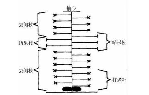 香妃甜瓜盆栽养护技巧有哪些？如何确保甜瓜健康成长？