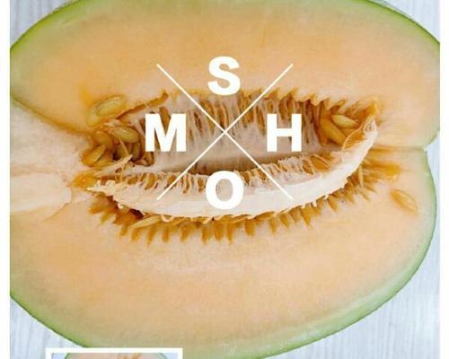 香妃甜瓜盆栽养护技巧有哪些？如何确保甜瓜健康成长？