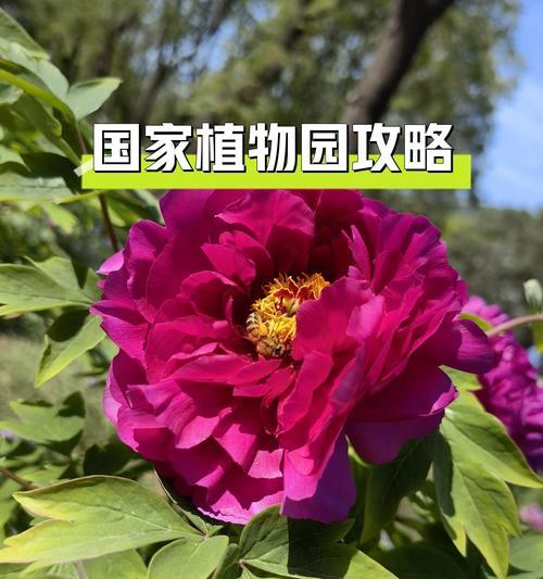 地球上珍惜的植物有哪些？如何保护这些植物？