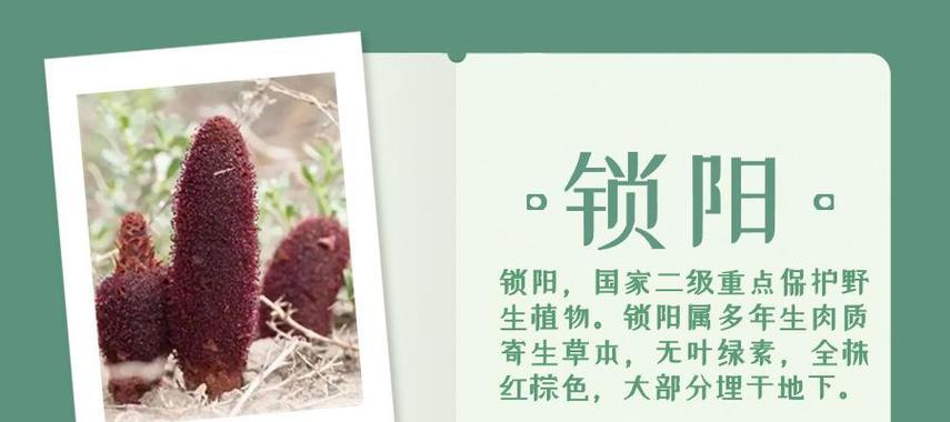 地球上珍惜的植物有哪些？如何保护这些植物？