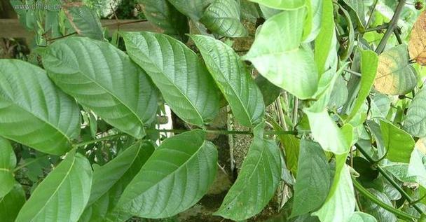 地球上珍惜的植物有哪些？如何保护这些植物？