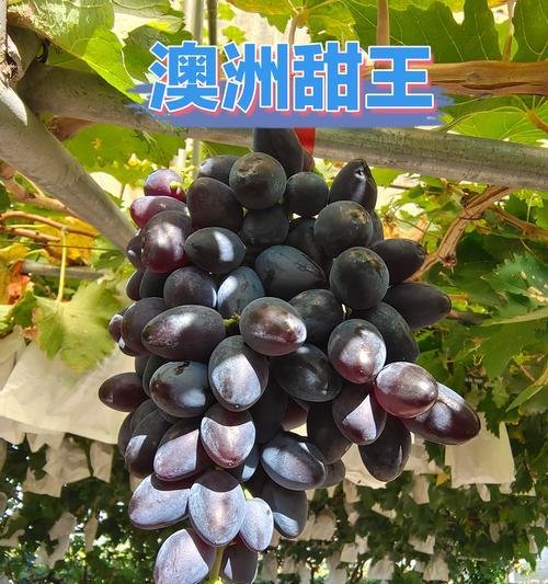 哪种葡萄品种可以不使用农药管理？