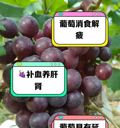 哪种葡萄品种可以不使用农药管理？