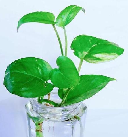 卧室适合摆放哪些植物？