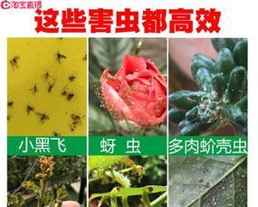 花卉常用的灭虫药有哪些？如何安全有效地使用这些灭虫药？