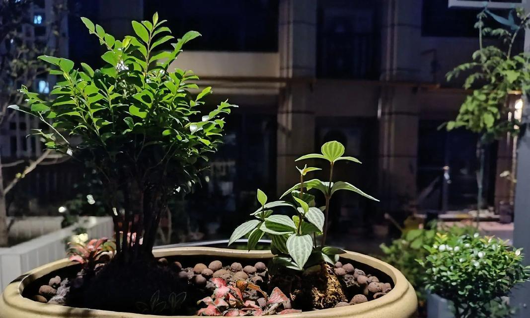 网购植物到货后应该如何处理和养护？