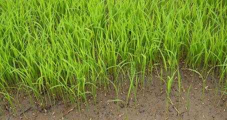 埃及种植水稻的最佳土壤是什么？这种土壤有何优势？