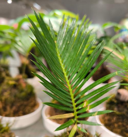 喜欢碱性土壤的花卉有哪些？如何选择适合的植物？