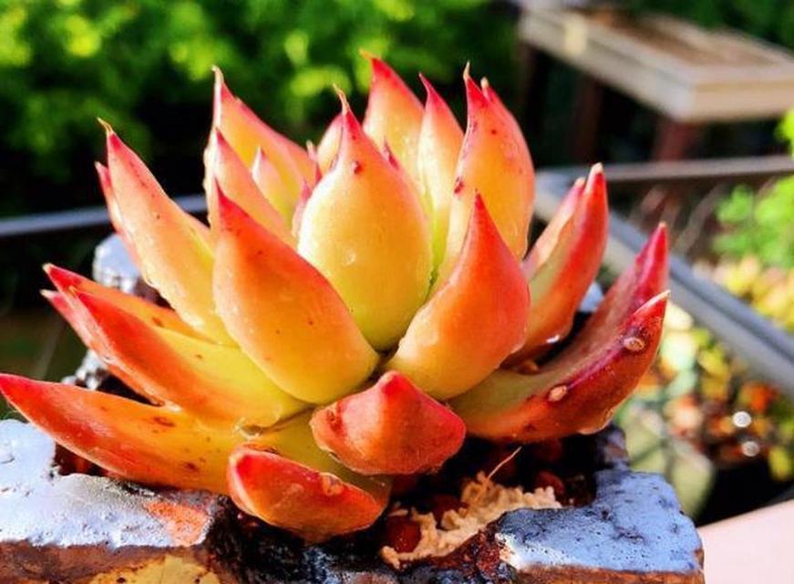 多肉植物黑腐病怎么办？如何进行有效的防治？