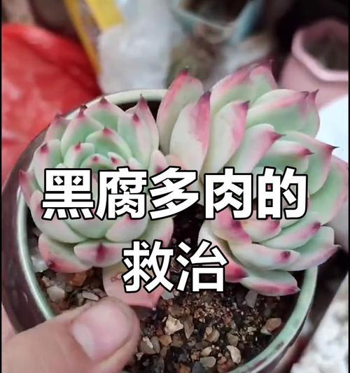 多肉植物黑腐病怎么办？如何进行有效的防治？