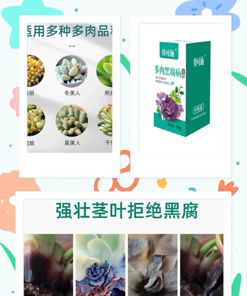 多肉植物黑腐病怎么办？如何进行有效的防治？