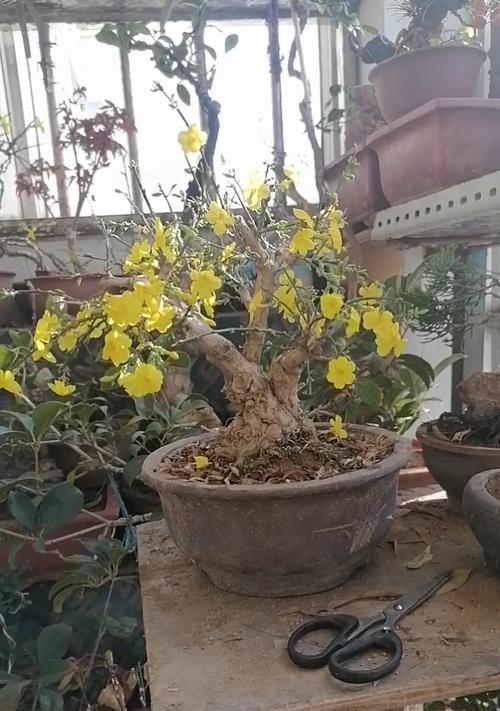 矮株花卉盆栽的养护要点是什么？