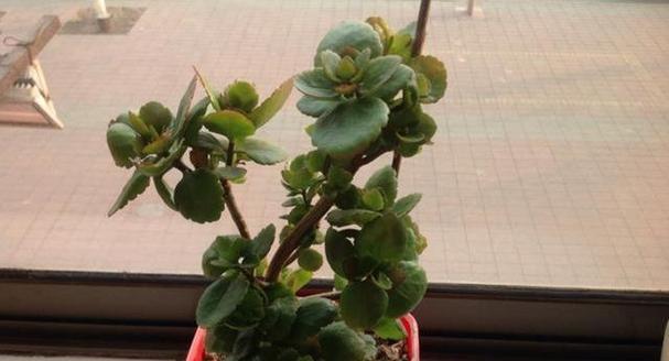 矮株花卉盆栽的养护要点是什么？
