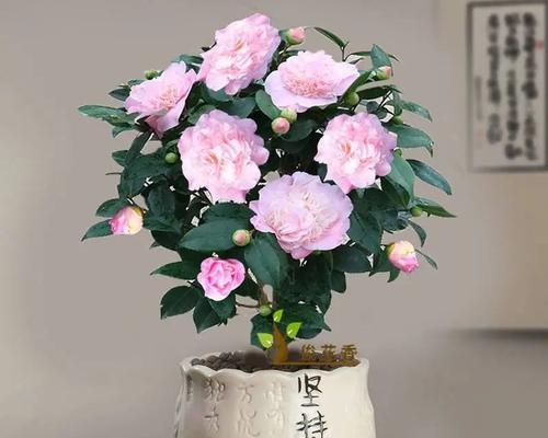 高端花卉的定义是什么？高端花卉的市场价值如何？
