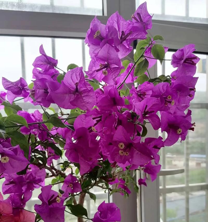 贵州小花苗花卉有哪些品种？它们的适应性如何？