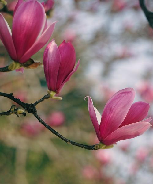玉兰花的花语是什么？在送礼时有哪些特别含义？