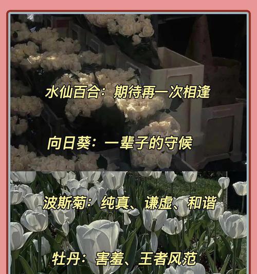 哪种花象征着等待？花语中的等待含义是什么？