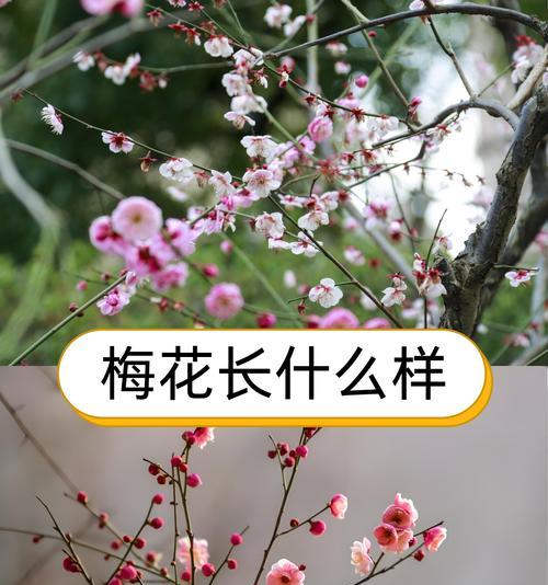 梅花的花语是什么？如何用花语形容梅花？