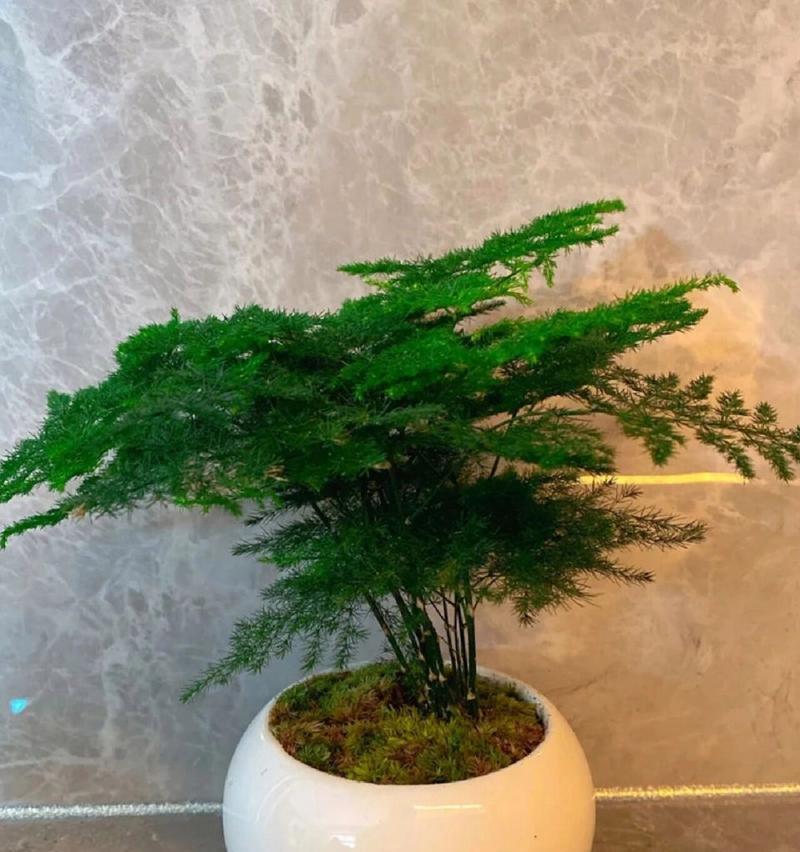 文竹的花语象征着什么？