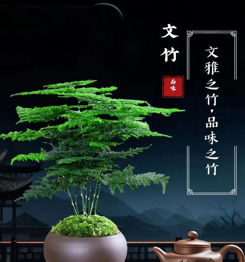 文竹的花语象征着什么？