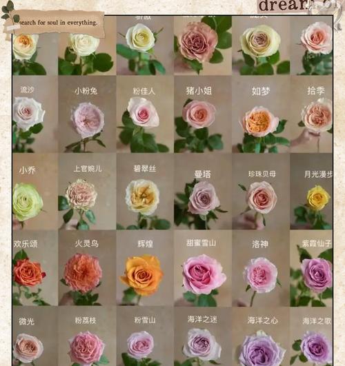 渐变月季的花语代表什么？渐变月季的含义是什么？