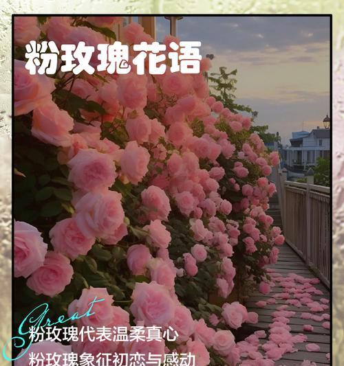 粉玫瑰花语送给母亲有何特别含义？