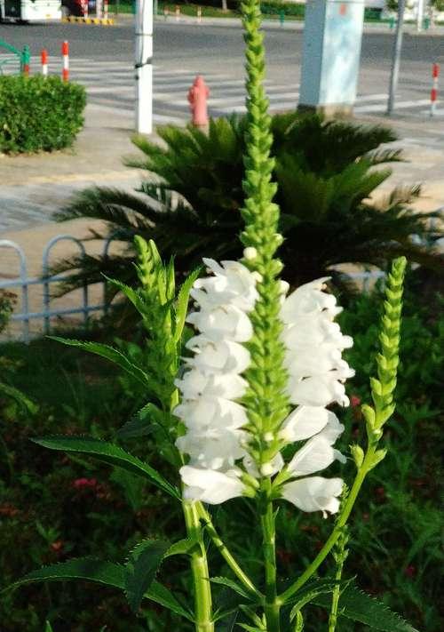 蜜蜂蘑菇的花语代表了什么？