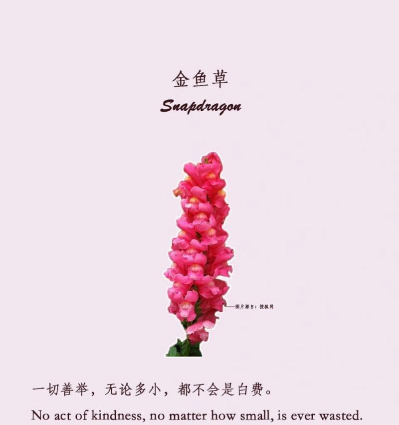 鸿运当头花的花语是什么？鸿运当头花代表什么含义？