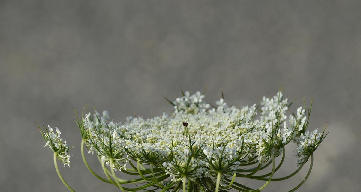哪种花的花语代表祝你好幸福？它通常用来表达什么？