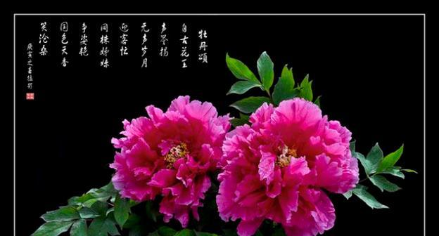牡丹花语含义与象征代表了什么？
