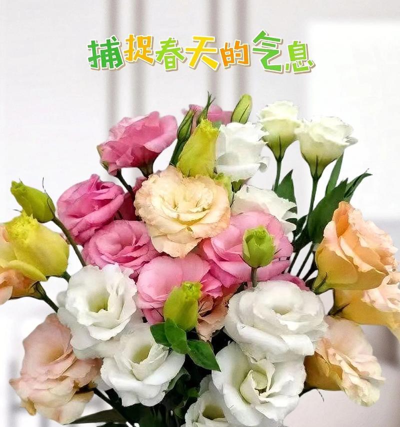 桔梗花语代表什么？桔梗花束的寓意是什么？