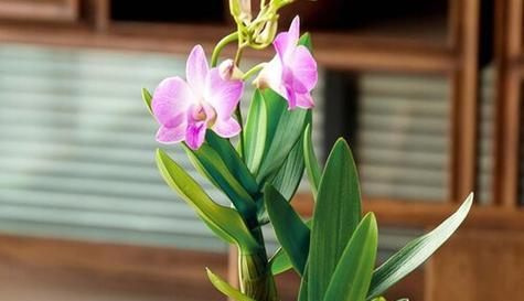石斛的花语含义是什么？石斛花语有哪些特别之处？
