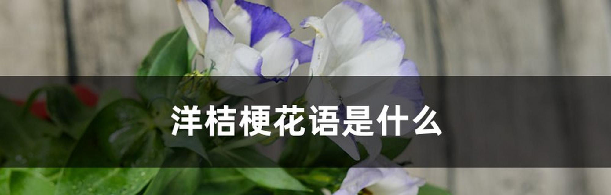 洋桔梗花语中颜色代表了什么？
