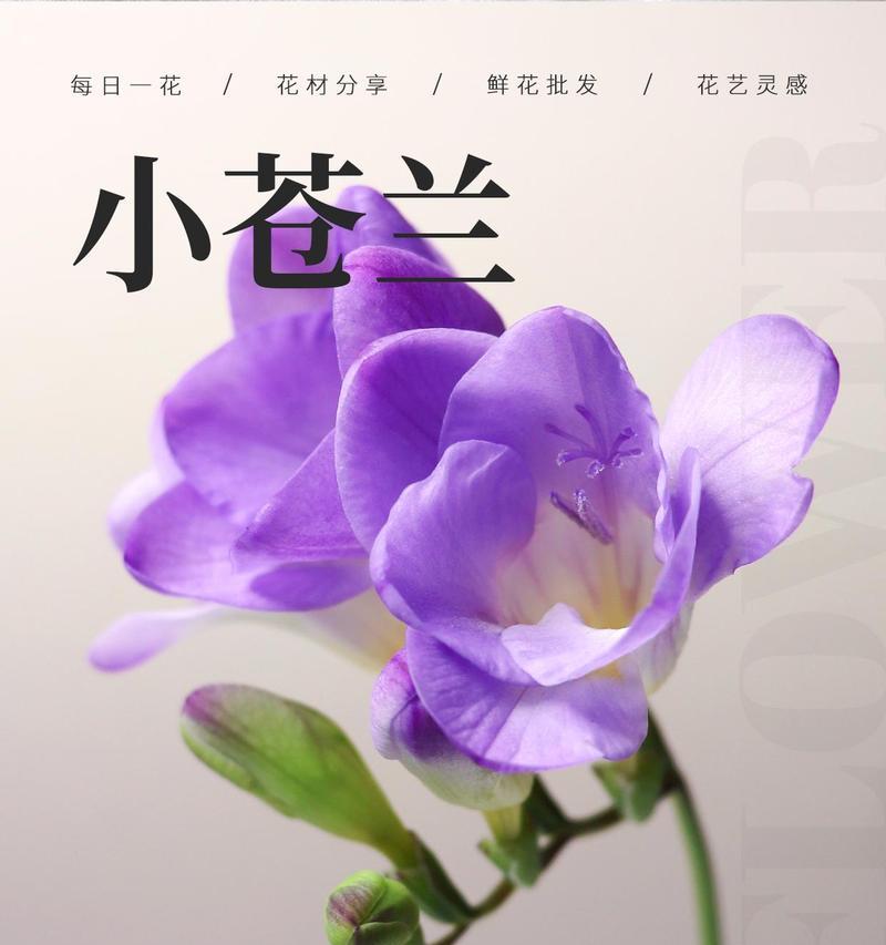 小苍兰的花语是什么意思？小苍兰的样子代表什么花语？