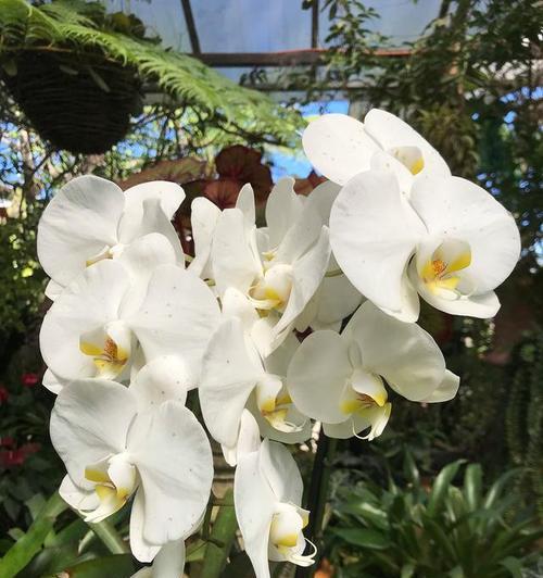 小苍兰的花语是什么意思？小苍兰的样子代表什么花语？