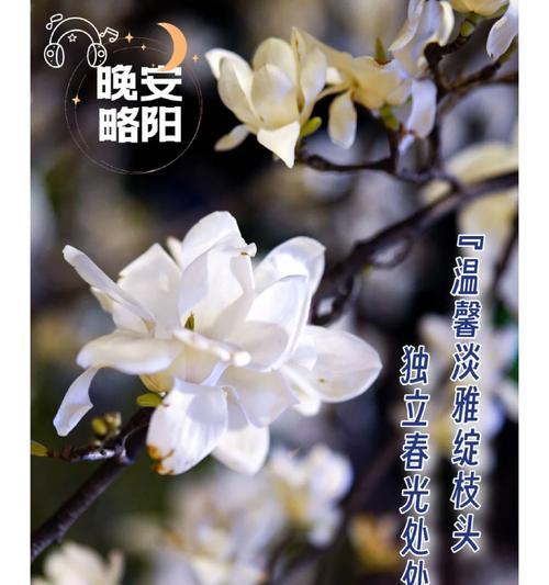 表达直白真诚情感的花语是什么？