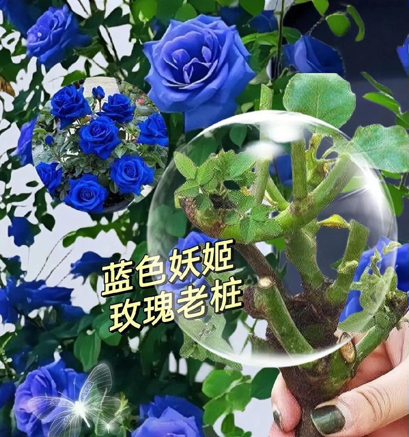 蓝色妖姬代表友情吗？花语有何寓意？