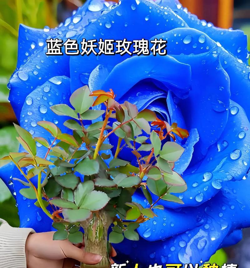 蓝色妖姬代表友情吗？花语有何寓意？