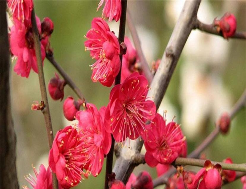 朱砂红梅的花语能否表达特殊情感？