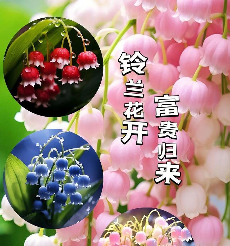 要幸福的花语是什么？哪种花象征着幸福？