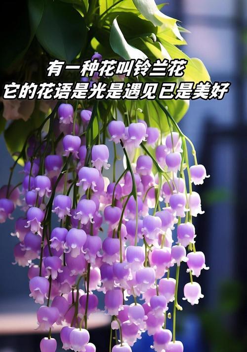 要幸福的花语是什么？哪种花象征着幸福？
