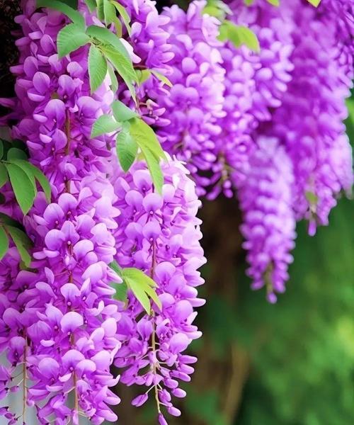 真相的花语通常由哪种花来表达？