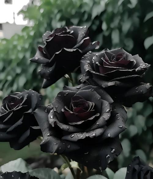 送给漂亮小姐姐的玫瑰花语是什么？如何选择合适的玫瑰？