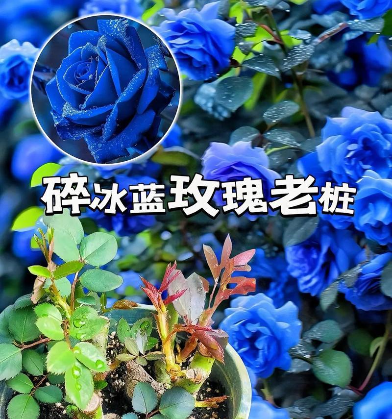 送给漂亮小姐姐的玫瑰花语是什么？如何选择合适的玫瑰？