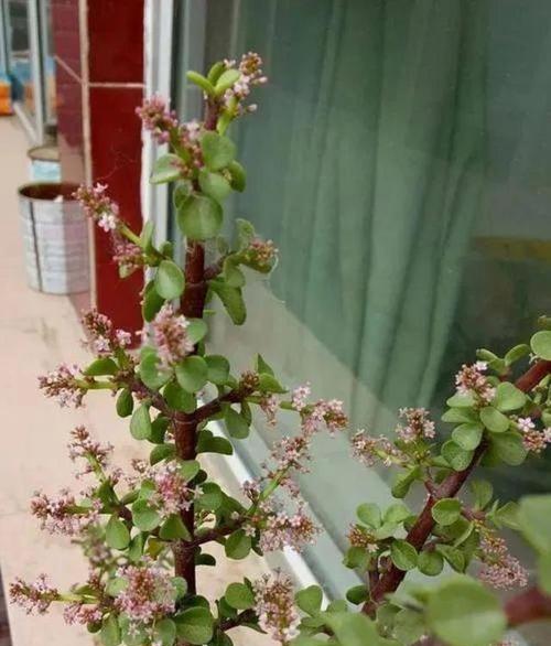金枝玉叶的花语代表了什么？