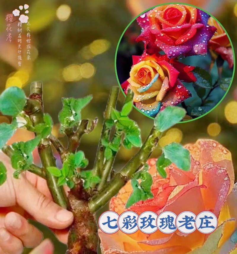 离世时送哪种玫瑰花最为合适？