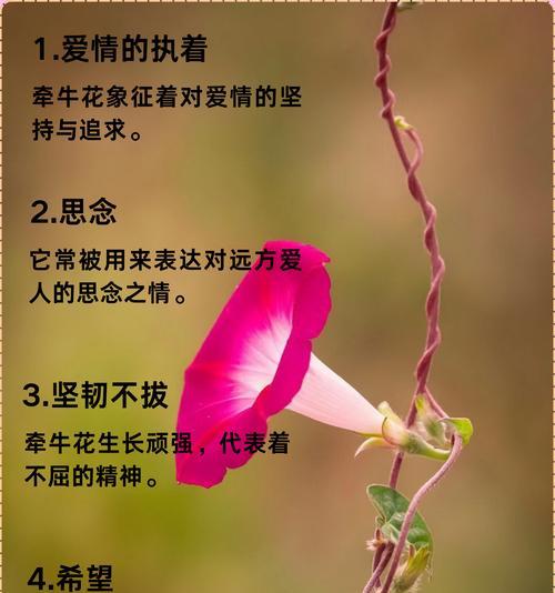 夏季花语通常象征哪些动物？
