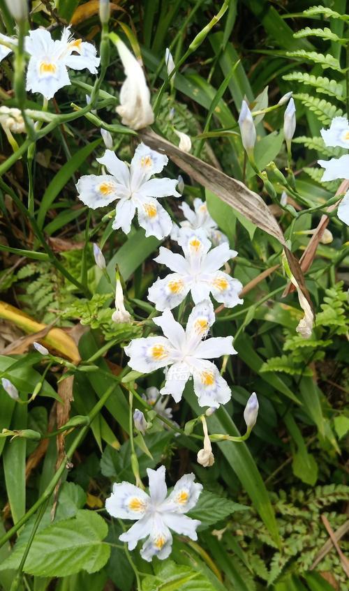 蝴蝶菊的花语寓意能否代表某种情感？