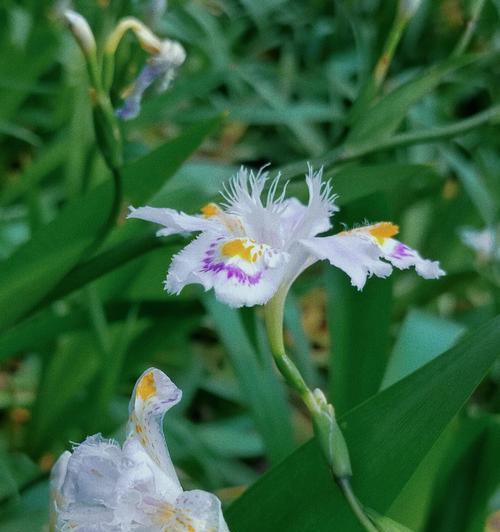 蝴蝶菊的花语寓意能否代表某种情感？