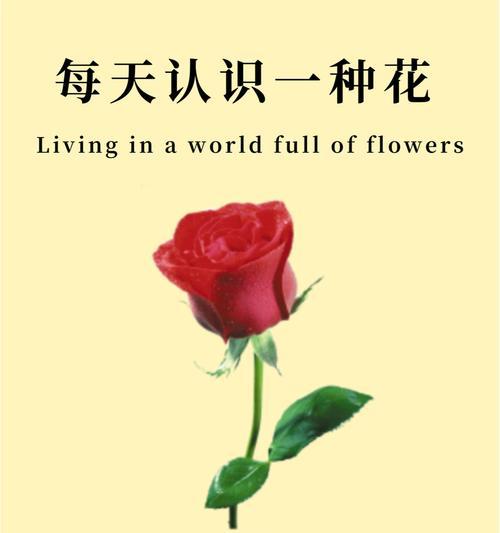 帅哥送玫瑰花代表什么？玫瑰花的花语有哪些？